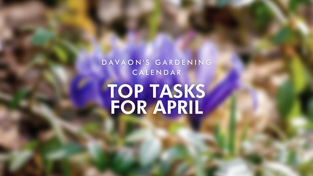 Davaon's gardening calendar: top tasks for april