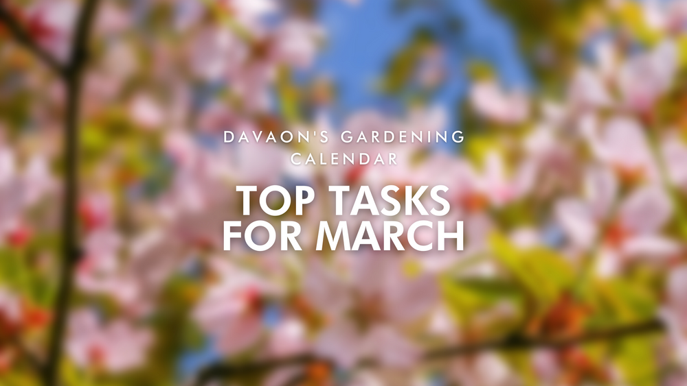 Davaon's gardening calendar: top tasks for march