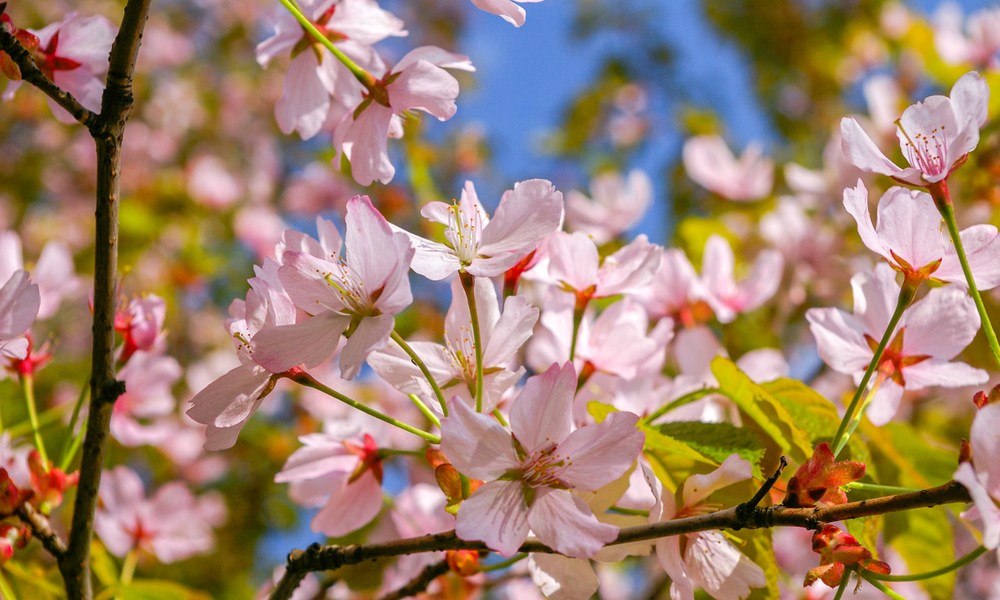 A close-up shot of a cherry blossom tree in front of a bright blue sky.