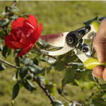 Pruning a red rose with our Davaon Pro Secateurs