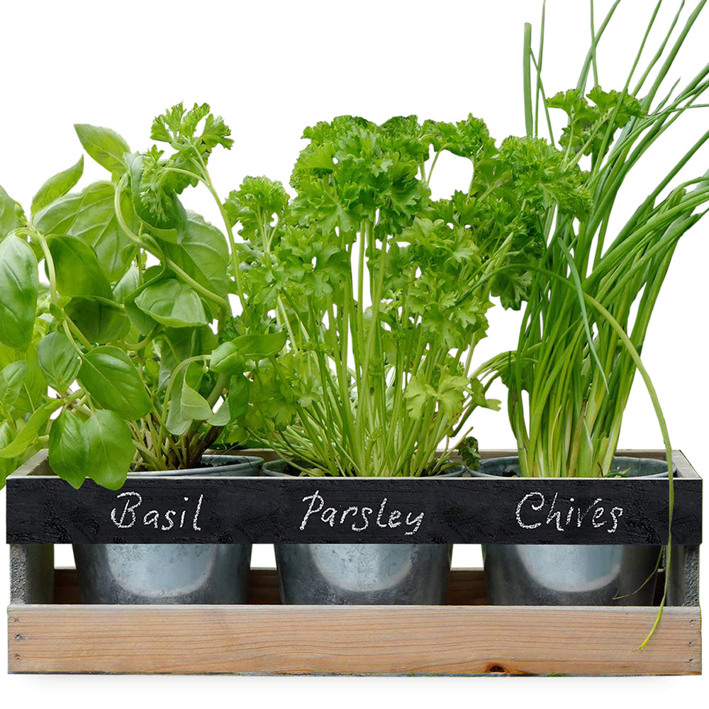 
                  
                    Viridescent Indoor Herb Garden Kit
                  
                